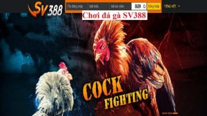 Sv388 đá gà trực tiếp, hấp dẫn người chơi